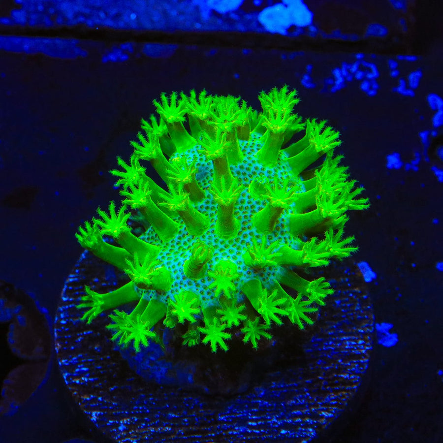 Highlighter Toadstool Leather Coral