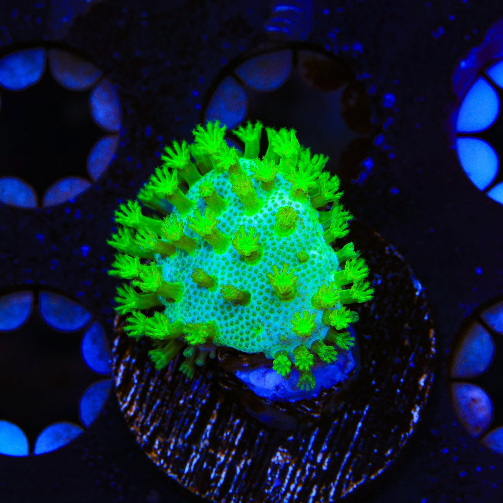 Highlighter Toadstool Leather Coral