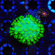 Highlighter Toadstool Leather Coral