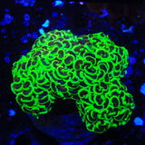 Highlighter Wall Hammer Coral