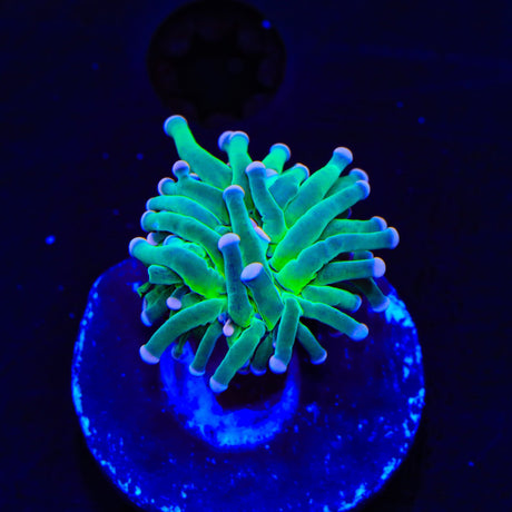 Hocus Pocus Torch Coral