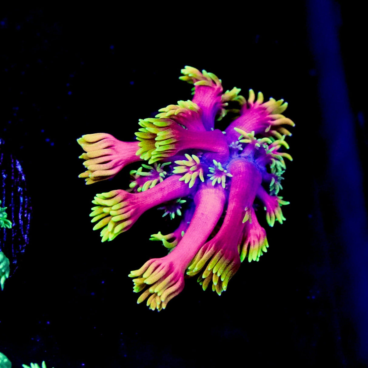 Hollywood Nights Goniopora