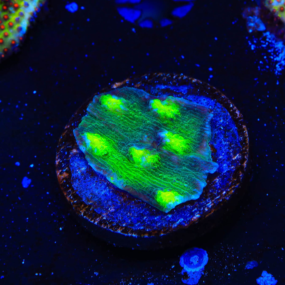 Hollywood Stunner Chalice Coral