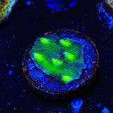 Hollywood Stunner Chalice Coral