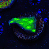 Hollywood Stunner Chalice Coral