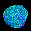 Hologram Hammer Coral