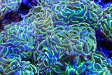Hologram Hammer Coral