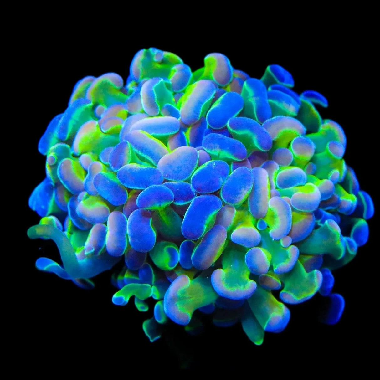 Holy Grail Hammer Coral