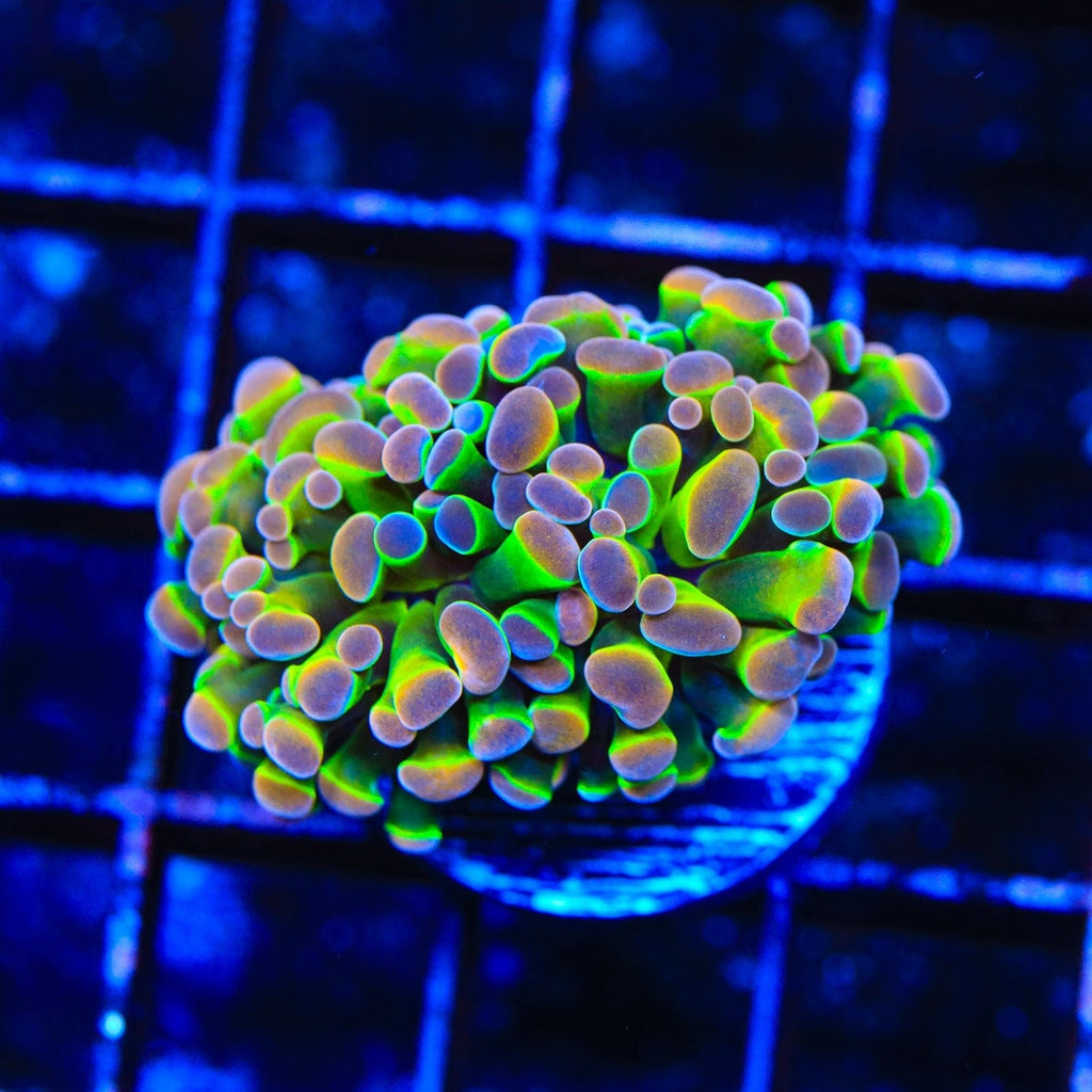 Holy Grail Hammer Coral