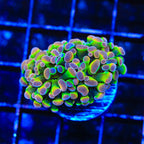 Holy Grail Hammer Coral