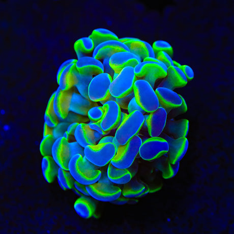Holy Grail Hammer Coral