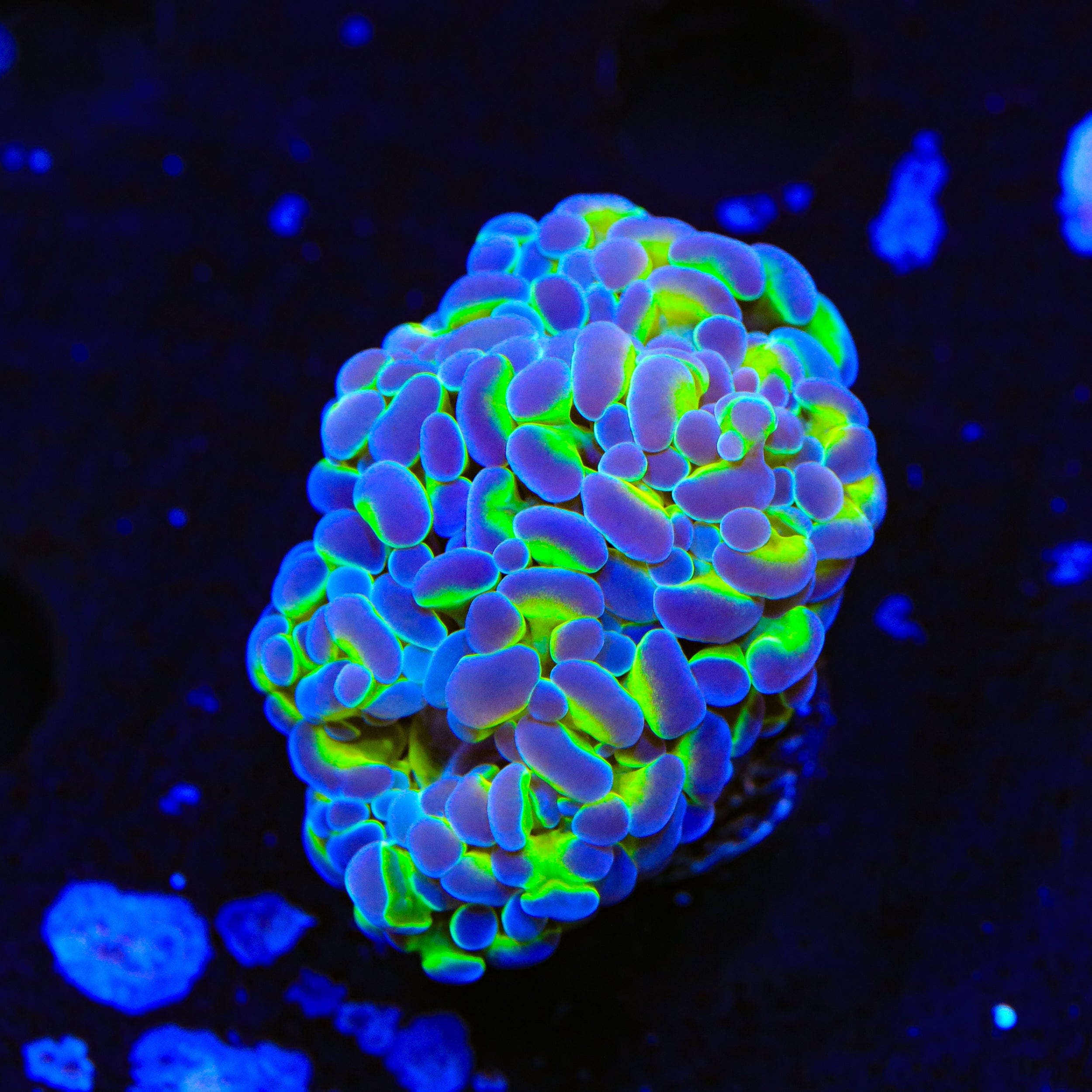 Holy Grail Rainbow Hammer Coral