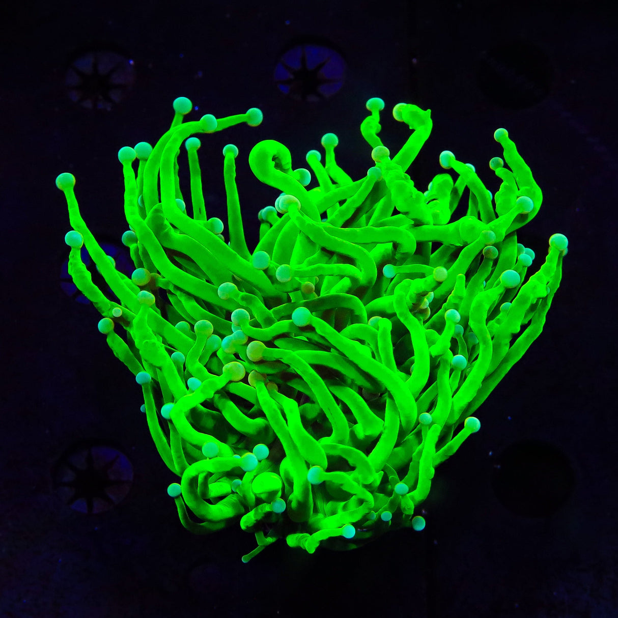 Holy Grail Torch Coral