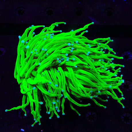 Holy Grail Torch Coral