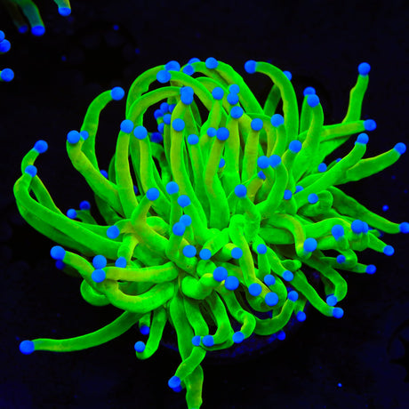 Holy Grail Torch Coral