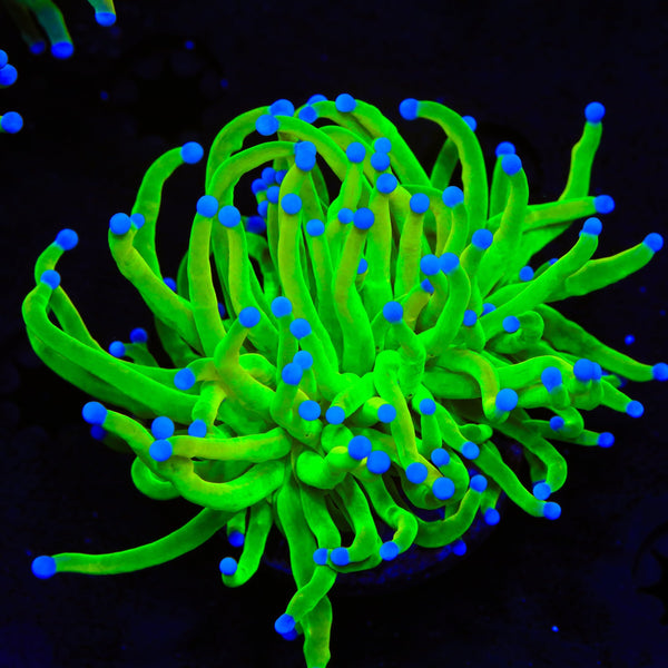 Holy Grail Torch Coral
