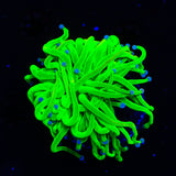 Holy Grail Torch Coral