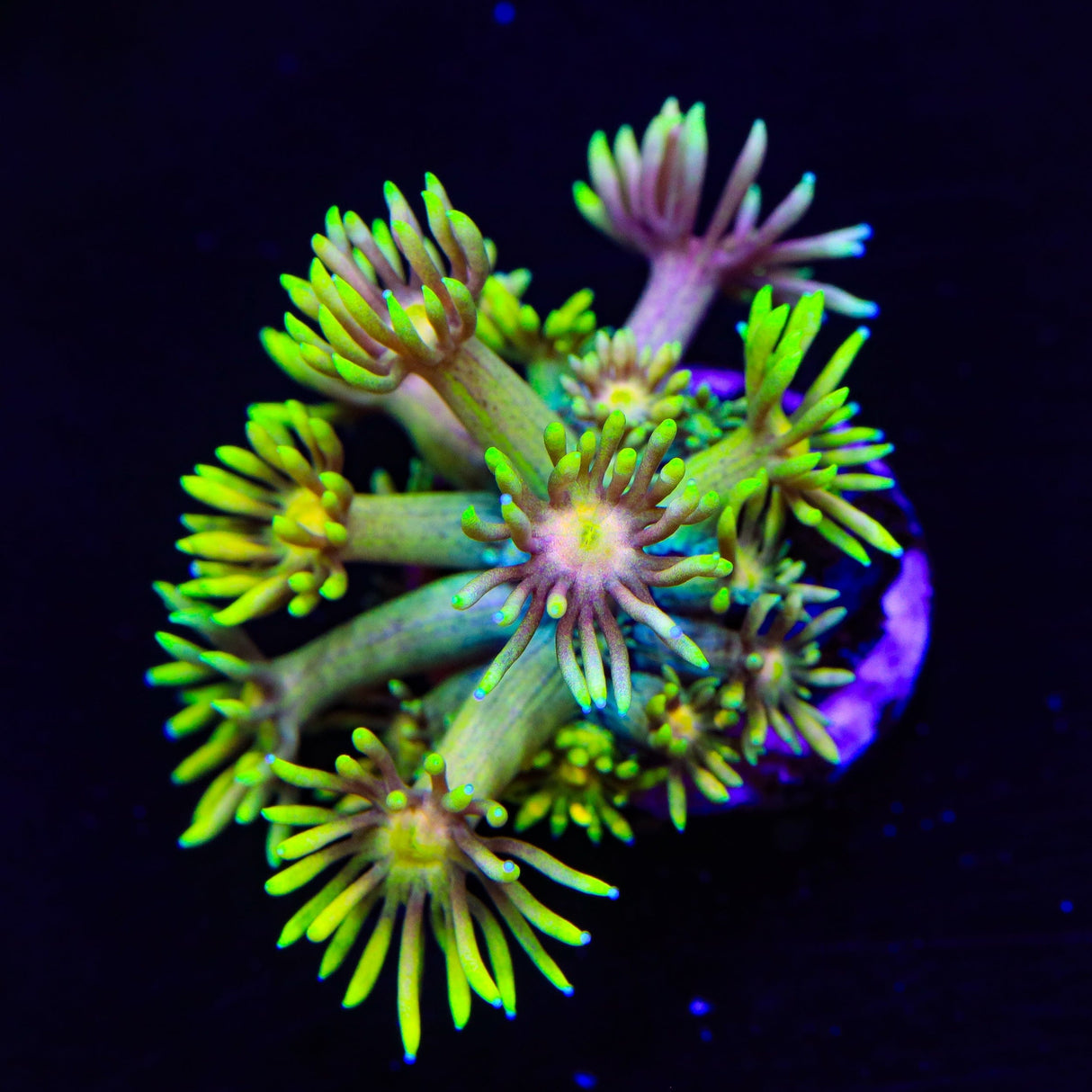 Honey Booboo Goniopora Coral