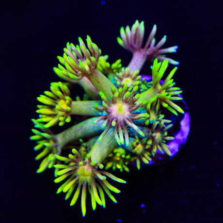 Honey Booboo Goniopora Coral