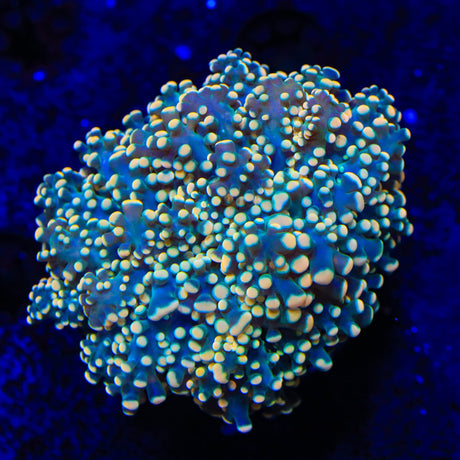 Honey Comb Octospawn Coral