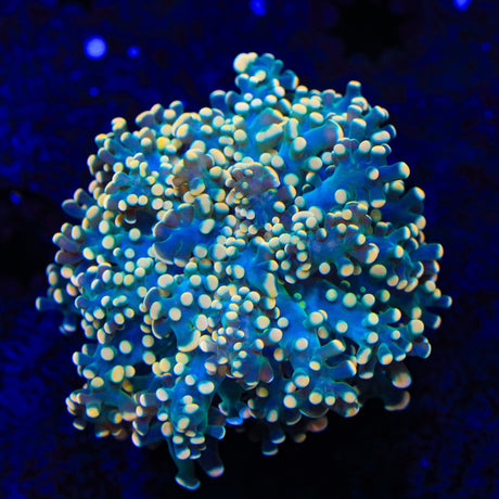 Honey Comb Octospawn Coral