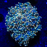 Honey Comb Octospawn Coral