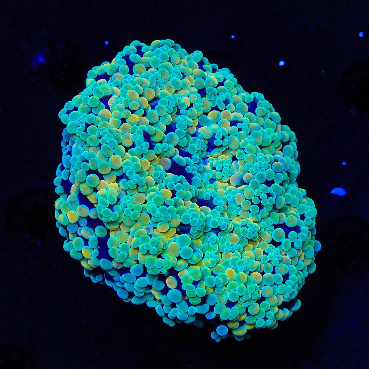 Honeycomb Octospawn Colony Coral