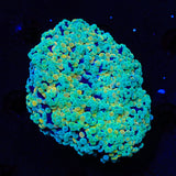 Honeycomb Octospawn Colony Coral