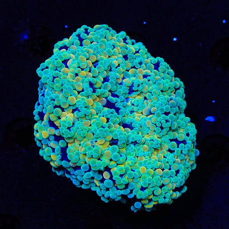 Honeycomb Octospawn Colony Coral