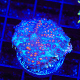 Hot Pocket Mushroom Coral