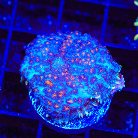 Hot Pocket Mushroom Coral