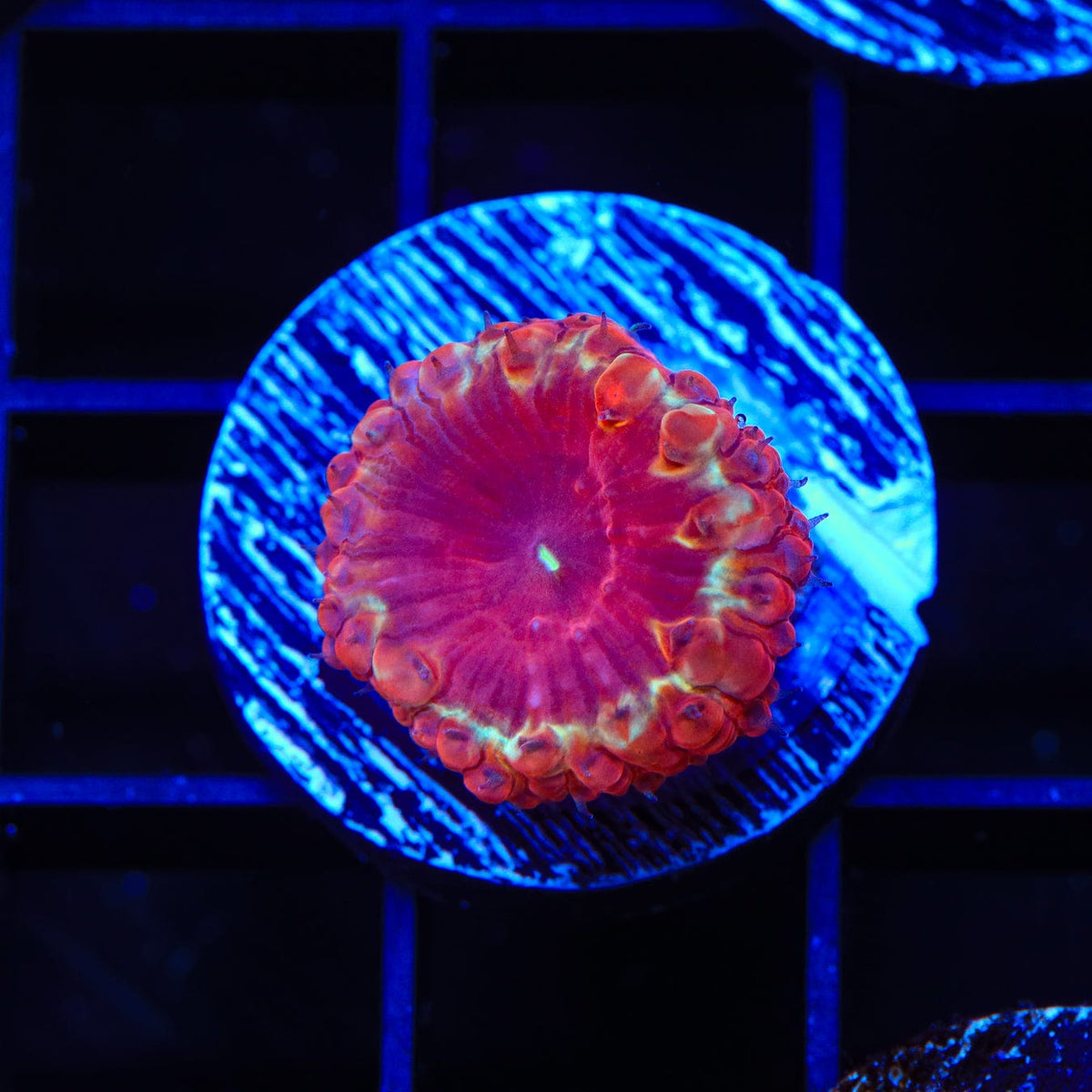 Hot Ring Blastomussa Coral