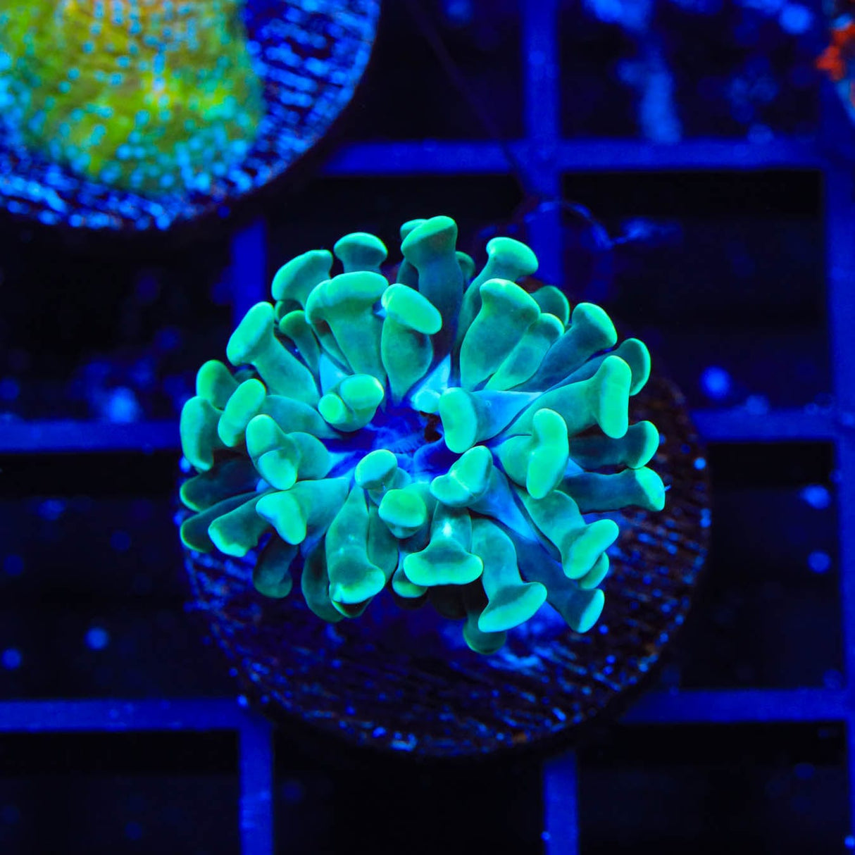 Hulk Cristata Coral