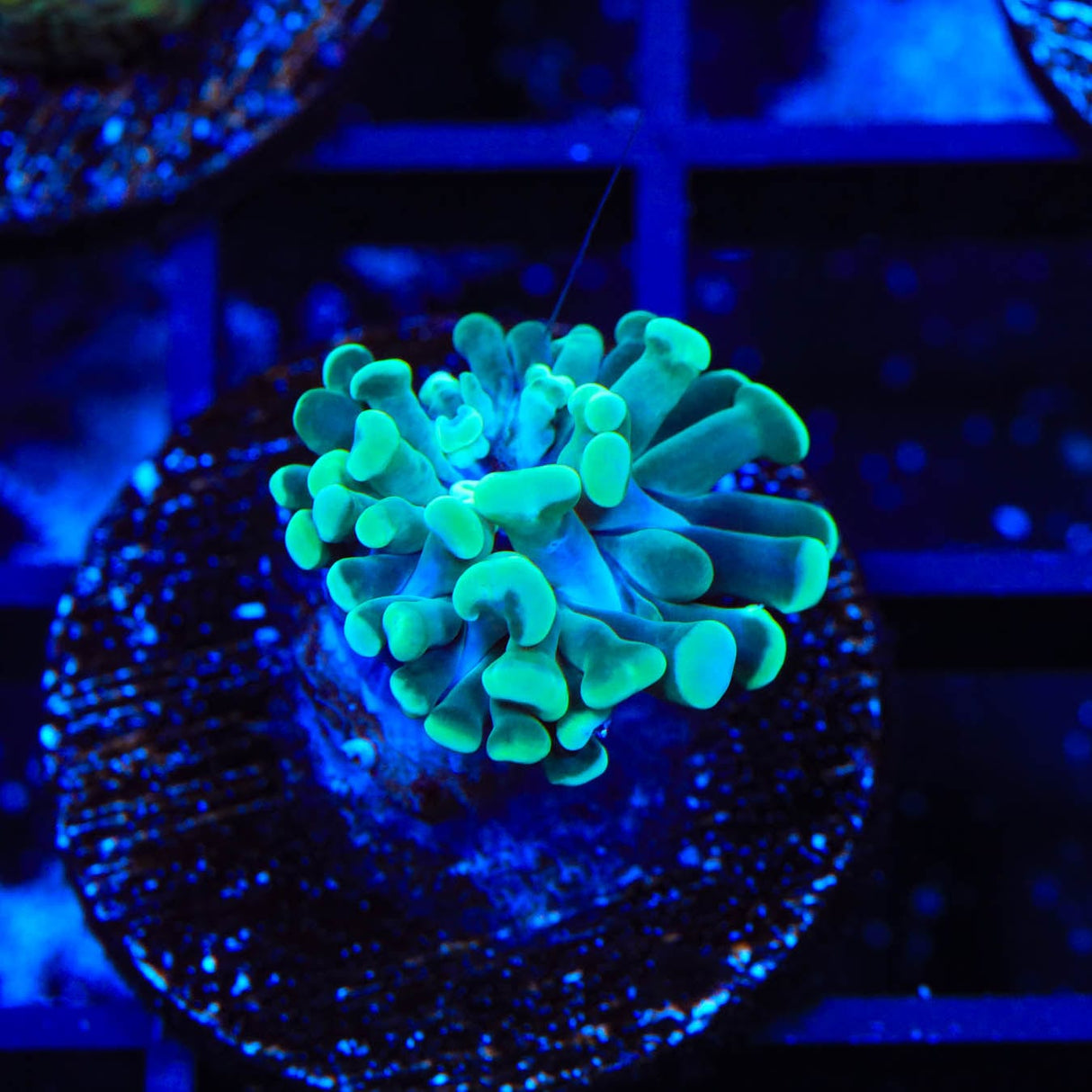 Hulk Cristata Coral