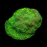 Hulk Leptoseris Coral