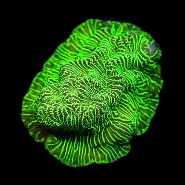 Hulk Leptoseris Coral