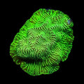 TSA Hulk Leptoseris Coral