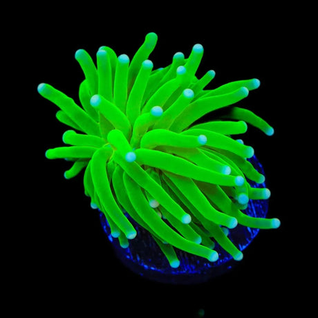 Hulk Torch Coral