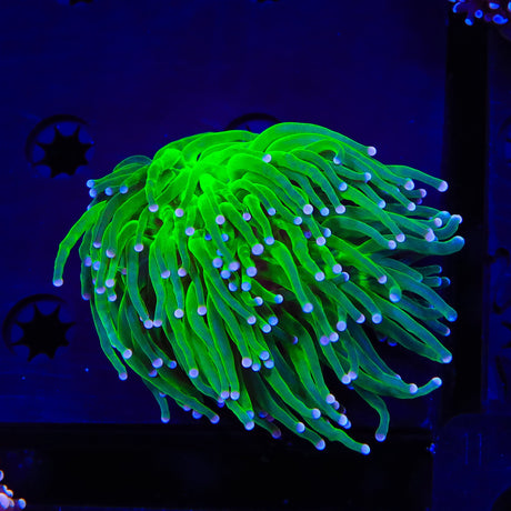 Hullk Torch Coral