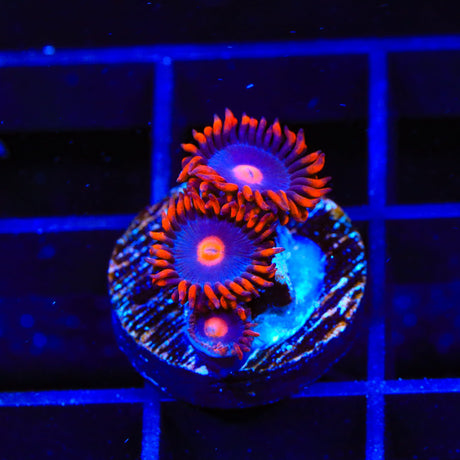 Hurricane Combo Zoanthids Coral