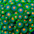 Hurricane Zoanthid Coral