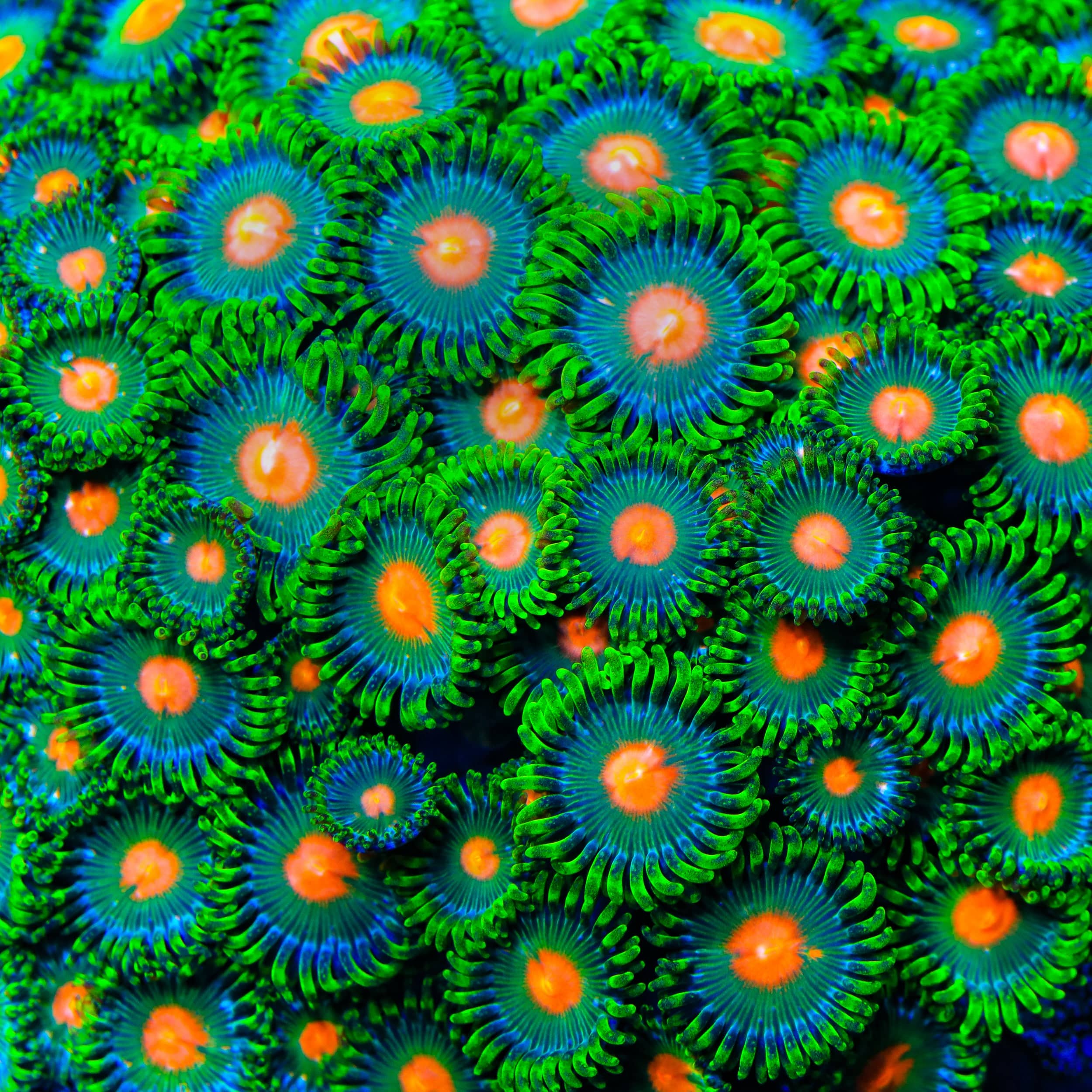 Hurricane Zoanthid Coral