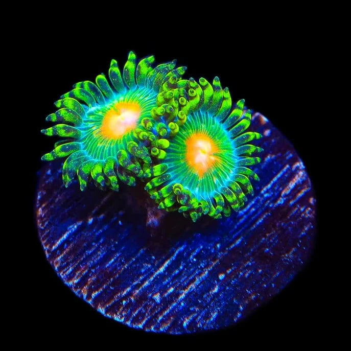 Hurricane Zoanthids Coral