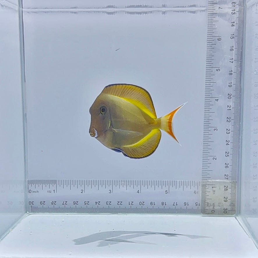 Hybrid Achilles Tang (Acanthurus achilles x Acanthurus nigricans)