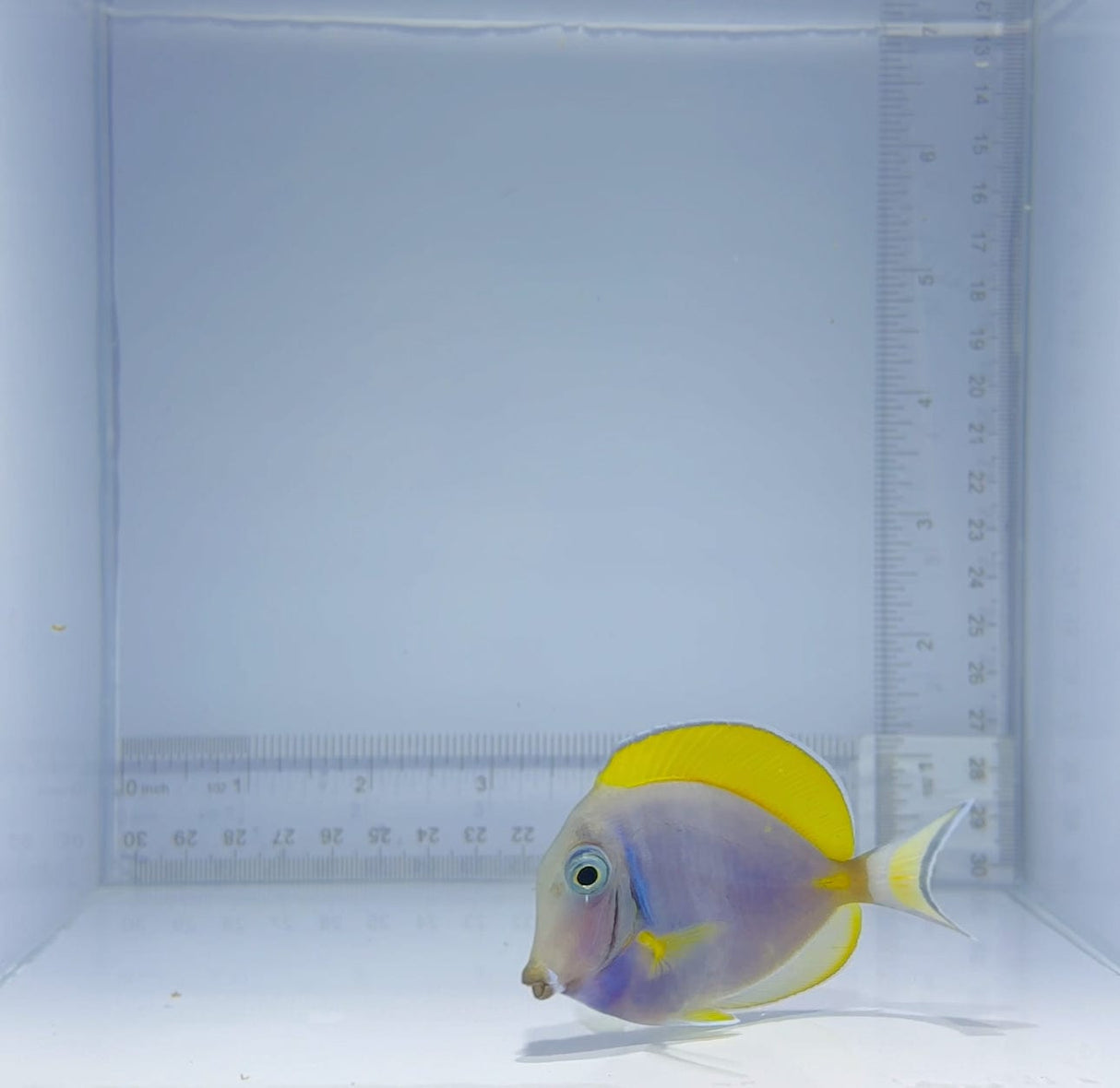 Hybrid Gold Rim Powder Blue Tang Fish