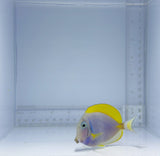 Hybrid Gold Rim Powder Blue Tang Fish