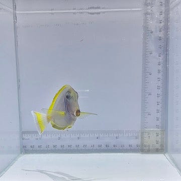 Hybrid Powder Blue Tang (Acanthurus leucosternon × Acanthurus nigricans)