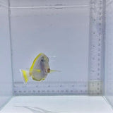 Hybrid Powder Blue Tang (Acanthurus leucosternon × Acanthurus nigricans)