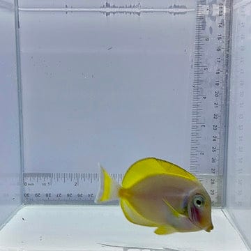 Hybrid Powder Blue Tang Fish