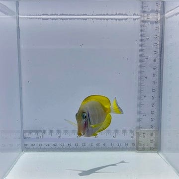 Hybrid Powder Blue Tang Fish